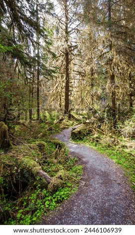 The Hoh River Trail in the Hoh Rainforest in Olympic National Park, Washington State, USA