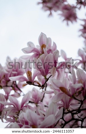 Spring in Prague.
Blooming magnolia.