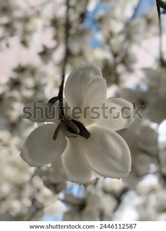 magnolia in front of building
