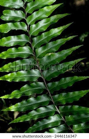 Fern leaf texture dark background