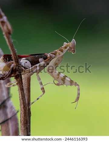 Flower mantis with the name Creobroter is a type of praying mantis with cannibalistic properties