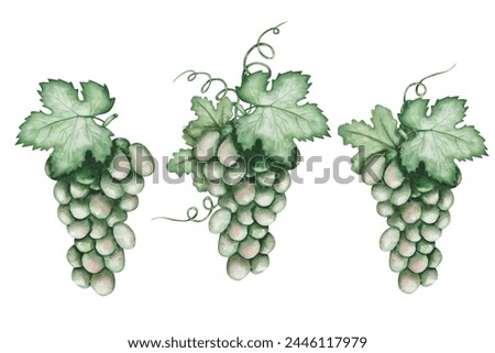 Watercolor set of illustrations. Hand painted green grapes with leaves, tendrils. White grapes. Vineyard. Winemaking. Grape-bearing vines. Autumn harvest of fruits, berries. Isolated food clip art