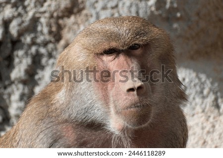 Baboon picture in Budapest Zoo