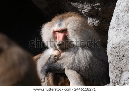 Baboon picture in Budapest Zoo