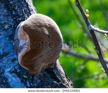 tree fungus tinder fungus on a tree in spring Royalty-Free Stock Photo #2446124001