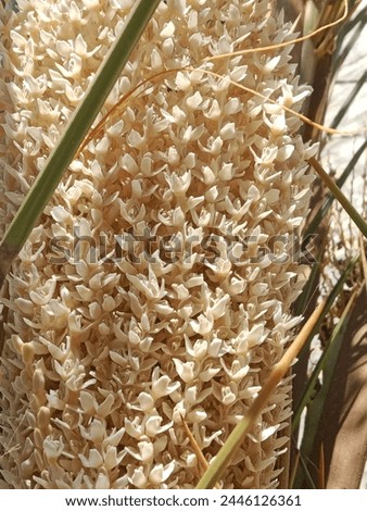 Phoenix dactylifera flower or date flowers or flowers of the date palm tree.date palm white flower pattern background  Royalty-Free Stock Photo #2446126361