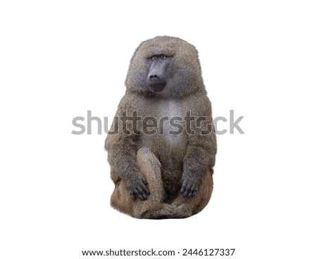 yellow baboon isolated on white background