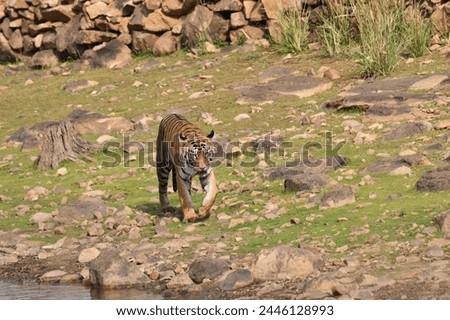 Tiger wildlife tadoba nature hyena jungle safari 