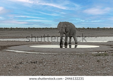 Picture of an drinking elephant at a waterhole in Etosha National Park in Namibia during the day in summer