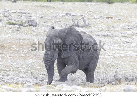 Picture of an elephant in Etosha National Park in Namibia during the day in summer