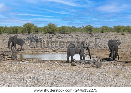 Picture of an group of elephants in Etosha National Park in Namibia during the day in summer