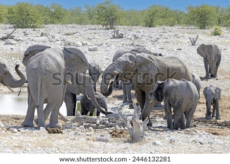 Picture of an group of elephants in Etosha National Park in Namibia during the day in summer