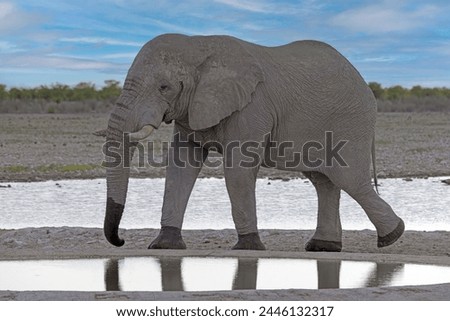 Picture of an drinking elephant at a waterhole in Etosha National Park in Namibia during the day in summer