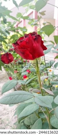 A Red rose picture in garden with blurry background 