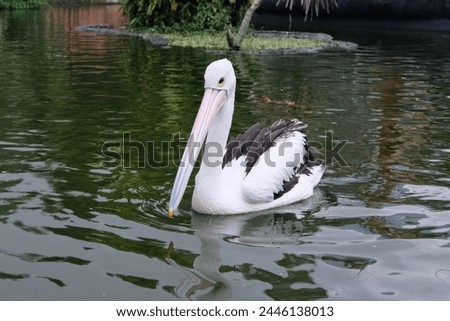 Australian pelican (Pelecanus conspicillatus) floating on water. Australian pelican is a large waterbird in Pelecanidae Family. Bird in natural environment. Royalty-Free Stock Photo #2446138013