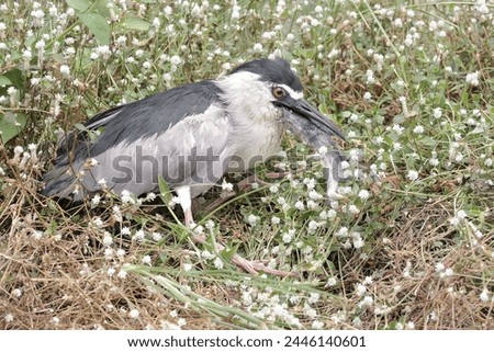 A black-crowned night heron is preying on a catfish. This bird has the scientific name Nycticorax nycticorax.