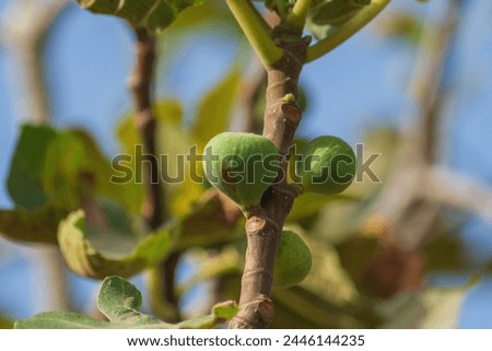 Young small green fig fruits in the process of growth and ripening close-up against blue sky on a sunny summer day. Nature's Gifts for Feeding Living Organisms and Spreading on Earth. Royalty-Free Stock Photo #2446144235
