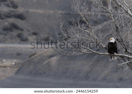 Eagle is sitting on a tree branch