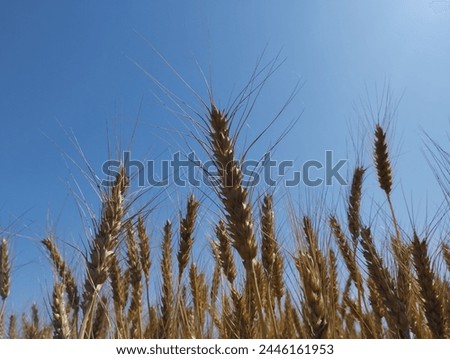 backdrop of ripening ears of yellow wheat field, golden wheat field and sunny day, Close up of wheat ears, field of wheat and blue sky, Harvesting period,