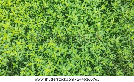 green plants background and abstract 