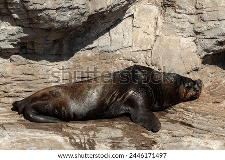 Tranquil Pacific Walrus Resting on Cliff - Majestic Wildlife Scene