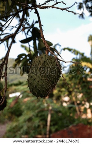 Soursop plant bearing fruit, natural background, natural stock photo.