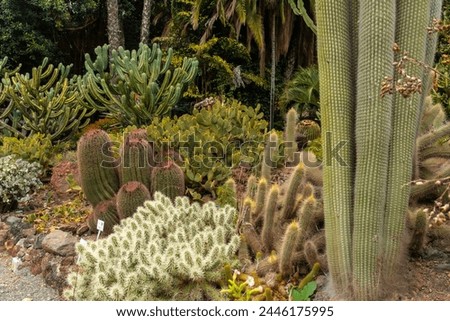 Group of many beautiful cacti in a botanical garden. Tropical plants concept