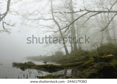 Tree trunk, Mysterious lake, Foggy forest lake, A mysterious lake sits in a foggy forest, with trees reflected on its surface, adding to its mystique, Forest, Lake