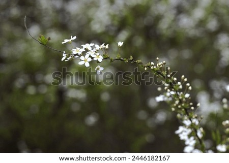branch with small white flowers and buds against softly blurred background of lush greenery. concepts: gardening and horticulture, mindfulness and calmness, environmental wellness, spring awakening.
