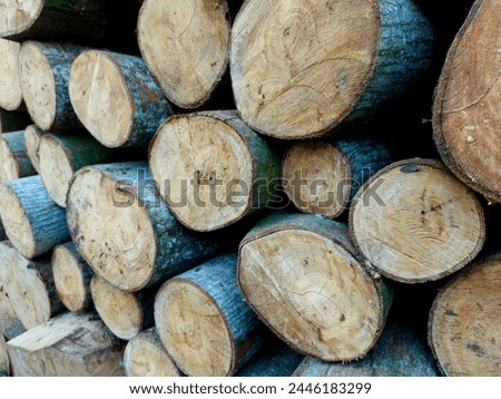 3photo of stacked pieces of kapok wood. One of the basic materials for making plywood Royalty-Free Stock Photo #2446183299