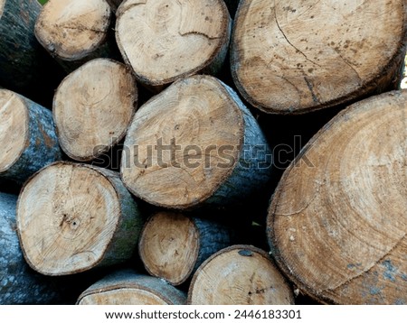 3photo of stacked pieces of kapok wood. One of the basic materials for making plywood Royalty-Free Stock Photo #2446183301