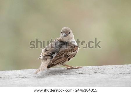 Close up picture of Old World sparrows . Photography of Old World sparrows . Wildlife photography.