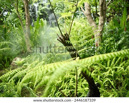 Lacy fern plants with a waterfall background