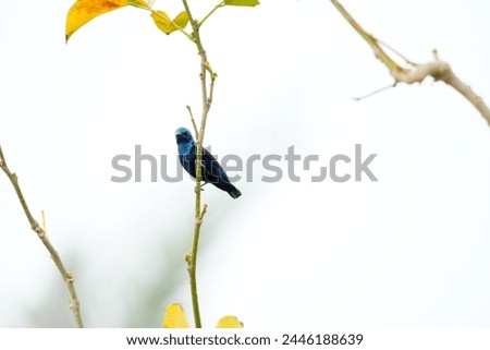 Close up picture of Purple sunbird . Photography of Purple sunbird. Bird photography. Wildlife photography.