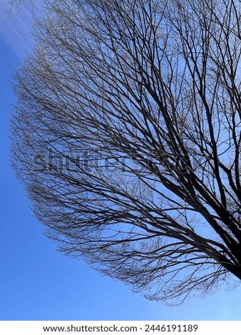 A tree branches in blue sky