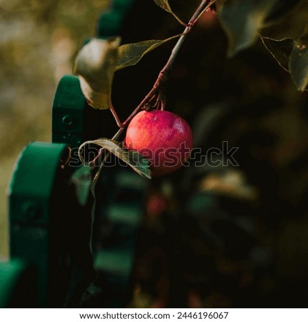 Beautiful One Apple Picture || and nature's gift 