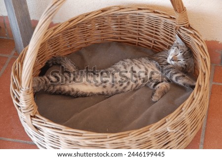 Adorably curled up in a cozy basket, a baby kitten exudes irresistible charm and innocence, making hearts melt with its delicate presence.