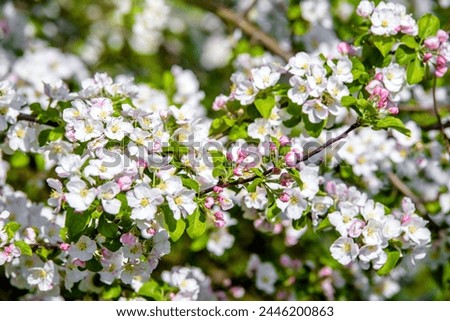 appletree blossom branch in the garden in spring
 Royalty-Free Stock Photo #2446200863