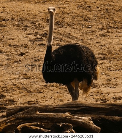 An ocstrich looking around naively Royalty-Free Stock Photo #2446203631