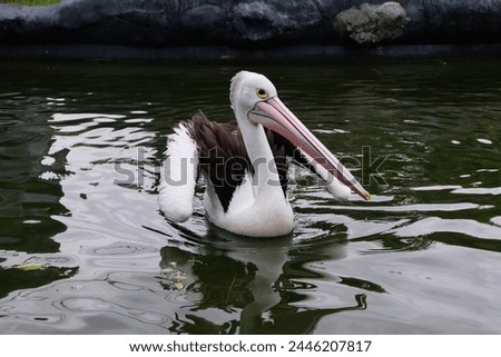 Australian pelican (Pelecanus conspicillatus) floating on water. Australian pelican is a large waterbird in Pelecanidae Family. Bird in natural environment. Royalty-Free Stock Photo #2446207817