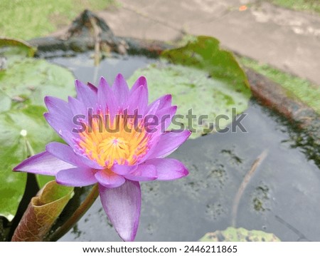 Purple lotus blooms perfectly on the small pond.