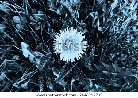 Blooming dandelion in grass, flower and grass and leaves, flowering plant, spring view, blue color