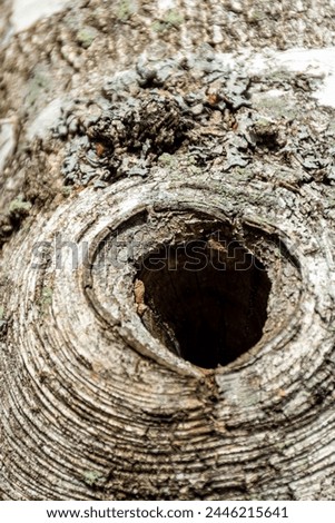 abstract tree growth, old tree trunk, nature prints on wood, spring