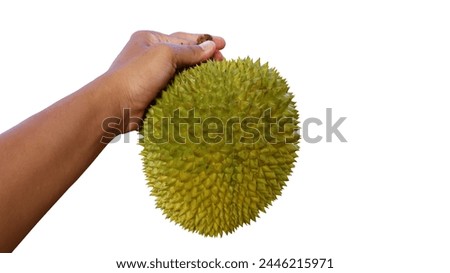 Hand holding ripe king fruit or durian Royalty-Free Stock Photo #2446215971