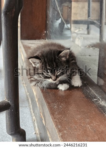 A cute fluffy kitten sleeping peacefully on a window sill.