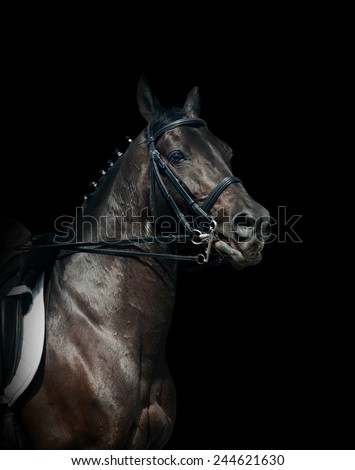 Black dressage horse