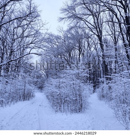 Winter season in the forest with snow on the bushes. Overcast sky with medium intensity light.