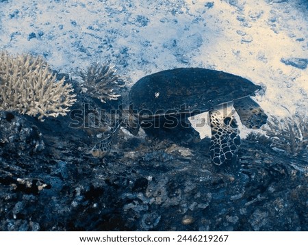 Scuba diving between La Digue and Praslin Island in Seychelles : Hawksbill sea turtle Eretmochelys imbricata feeding on rocky undersea wall