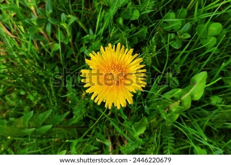 Blooming dandelion in grass, yellow flower and green grass and leaves, spring motif, colored photo