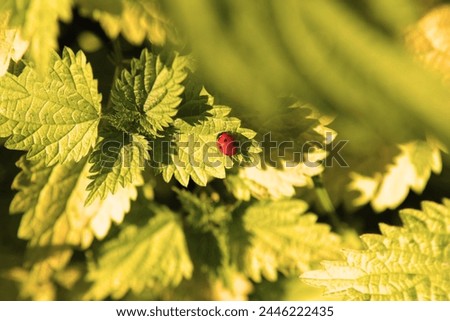 Ladybug on green leaves, natural background for text, colored photo